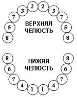 цифры соответствуют порядку появления зубов